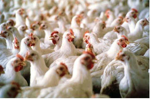 Chicken vaccination
